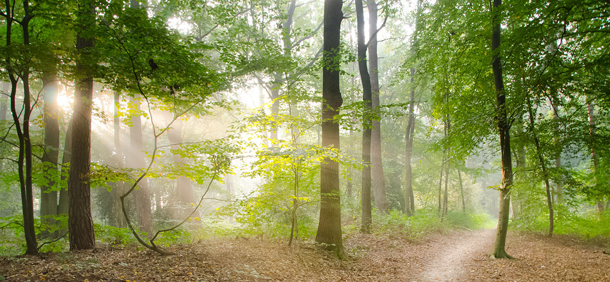 Trees%20and%20pathway