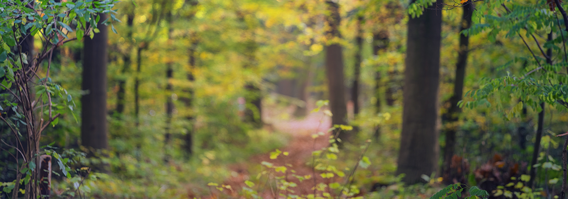 cropped%20road%20in%20trees